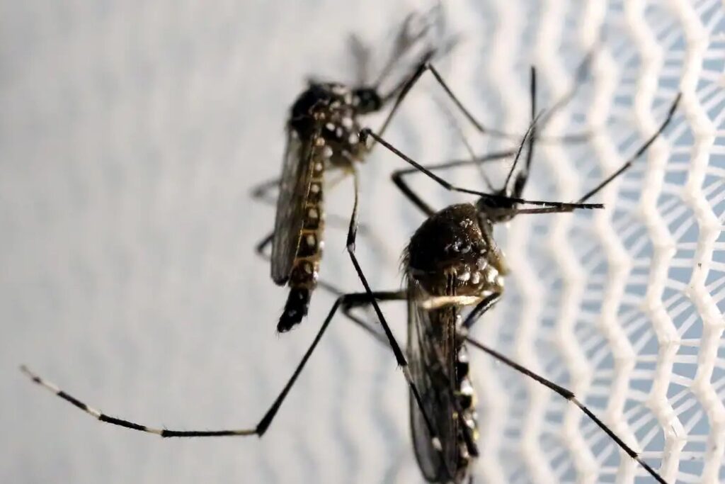 Anvisa autoriza Butantan fabricar vacina contra chikungunya