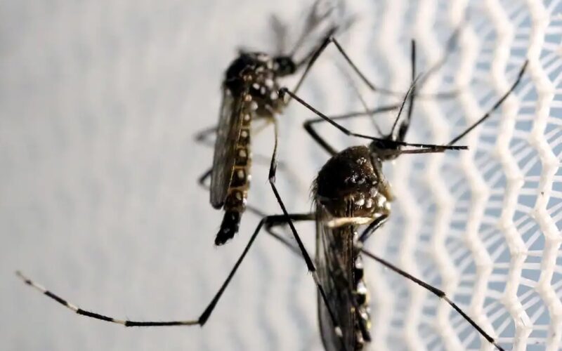 Anvisa autoriza Butantan fabricar vacina contra chikungunya