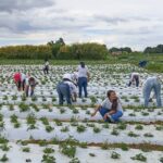 Mais de 100 mulheres são certificadas em programa rural em Brazlândia